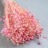 Blossoms Natural Dried Flowers Bouquet - 50Cm