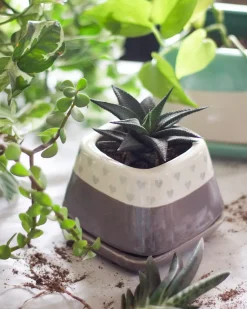 Nova Hearts Ceramic Planter
