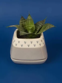 Nova Hearts Ceramic Planter